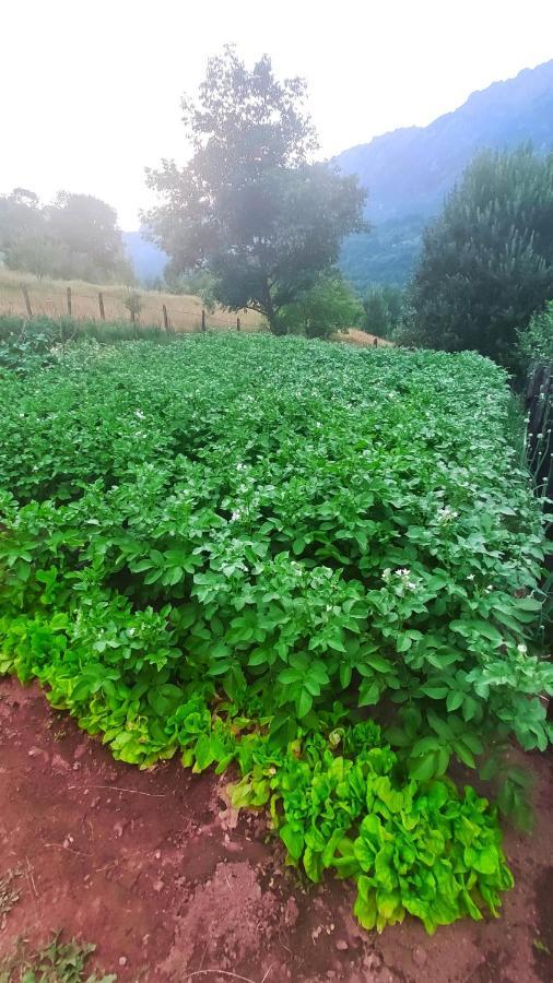 Privatni Smjestaj "Mratinje" Casa de hóspedes Plužine Exterior foto
